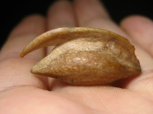 广东乌橄榄核雕手串原料二花异形怪核蟹爪核吊坠1颗gl413