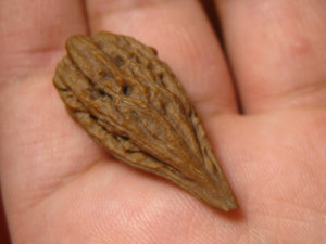 异形文玩核桃单只