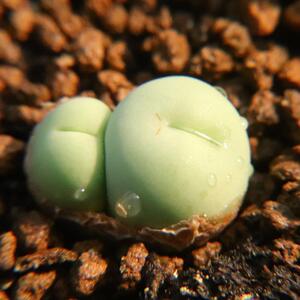 小拳拳 ~ 一物一拍~超可爱肉锥 大g 稀有肉锥多肉 考拉农场