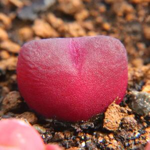 【吕氏红宝石】吕氏红宝石品牌,价格 - 阿里巴巴