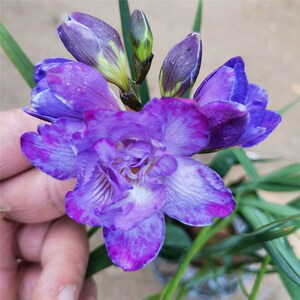 紫色香雪兰盆栽花苗阳台多年生观花植物小苍兰四季易种带香味绿植