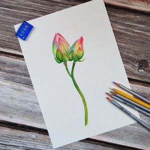 荷花彩铅画