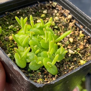 【富贵生石花】富贵生石花品牌,价格 - 阿里巴巴