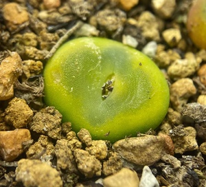 水晶鞋肉锥sh1212两年小苗稀有番杏多肉植物灯泡毛毛拉登精品包邮