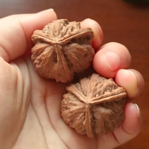 把玩核桃三棱野生