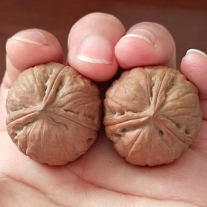 把玩核桃三棱野生