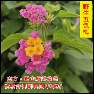 野生五色梅 马缨丹 红彩花 头晕花 如意花 七姐妹 中草药 不包邮