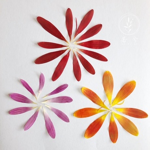 非洲菊干花瓣 扶郎花押花植物标本压花手工diy滴胶花材花植画首饰