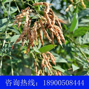 木豆种子观音豆 鸽豆 柳豆 豆蓉 树豆 树黄豆种籽 新采种子可食用