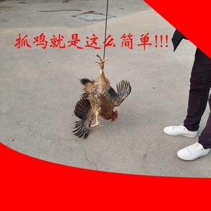 68聚恩优品淘宝鸟叫声大全捉/鸟捕/鸟tf内存卡八哥山鸡竹鸡画眉卡