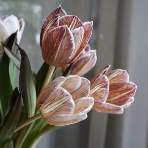 杨苏莹花房海盛单头康乃馨娑罗蜜儿进口草花云南昆明顺丰空运包邮