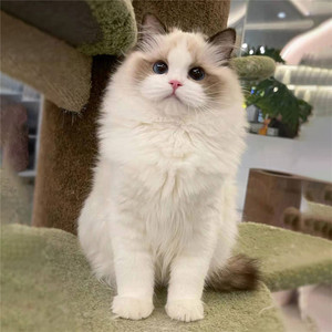 一手猫舍直发纯种布偶猫幼猫金吉拉暹罗蓝白银渐层曼基康乳白猫咪