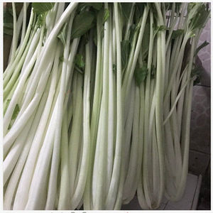 四季大高梗小白菜蔬菜种子大全扁梗长梗白菜种子做腌菜用杭州改良