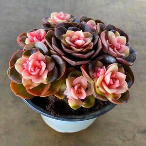 巧克力方砖锦多肉