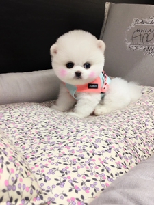 纯种博美犬幼犬活体长不大袖珍犬茶杯犬俊介博美球型博美宠物狗狗