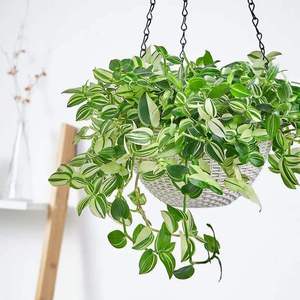 5棵包活 青白玉吊兰吊竹梅油画婚礼好养花卉兰花绿植紫竹梅水土培