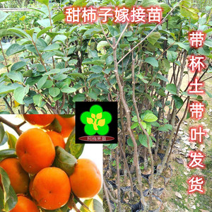 新次朗 日本太秋甜柿嫁接苗 水晶柿子树苗 即摘即食 南北种植