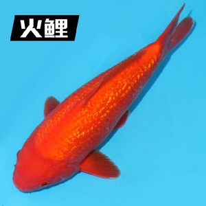 龙凤锦鲤火鲤