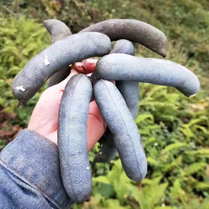 猫儿屎爪当季稀奇古怪的水果野生瓜八月瓜甜香瓜新鲜两斤减十元