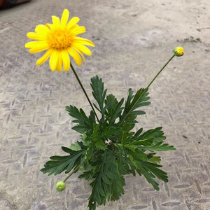 木茼蒿花盆栽