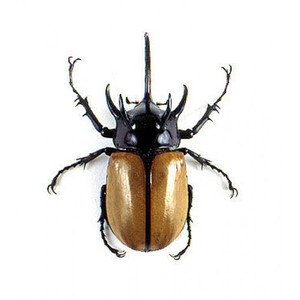 泰国五角大兜虫标本犀金龟eupatorus gracilicornis南洋长戟大兜