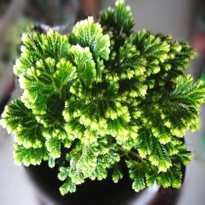 绿植卷柏盆栽植物 九死还魂草 回生草 岩柏 蕨类复活草