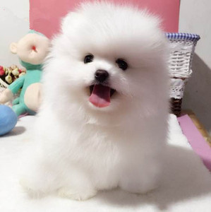 活体茶杯犬幼犬小狗英系哈多利球型博美长不大茶杯狗家养宠物狗狗
