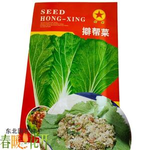 大白菜叶种子 东北饭包用批帮菜籽红星精品阳台菜园种植蔬菜生吃