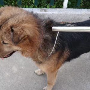 防暴捕犬网加厚狗套抓兔子补狗专用可拆卸款特粗捕狗网兜安保工具