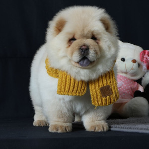 混血松狮犬活体奶白色黑色松狮大型犬肉嘴松狮幼犬活体宠物狗狗