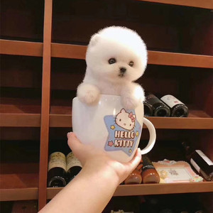 茶杯犬宠物小型可爱