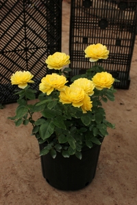 金星王阳台月季花卉花苗植物阳台庭院花园勤花大花盆栽小苗