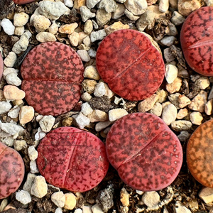 花花世界多肉 生石花紫石榴 紫柘榴玉c393a 紫色pp20年9月播
