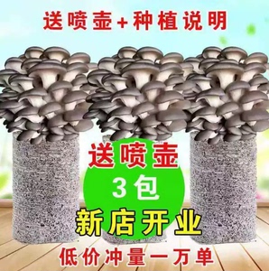 【买一发三】家庭蘑菇菌包食用菌室内蘑菇种植菌棒种子菌种菌菇包