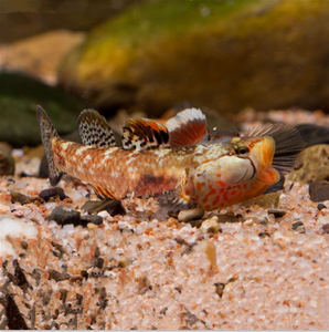 00同款货源qq4847532淘宝[巨型地域品种]湖南大斑黄唇虾虎鱼 大