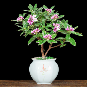 金边瑞香耐寒花卉观花植物室内带花浓香型观花盆栽四季盆景包邮