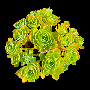 柠檬玫瑰 单头带崽&群生多头露养多肉植物云南货艺点多肉1棵包邮