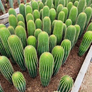 大凤龙仙人柱多肉植物大型仙人球仙人掌肉肉绿植花卉盆栽防辐射