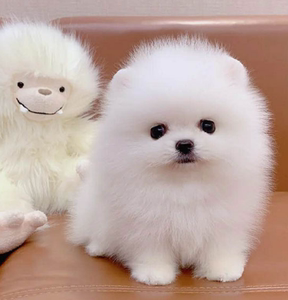 活体真狗比熊犬泰迪犬小型犬茶杯犬博美犬白色宠物狗tb535856217235