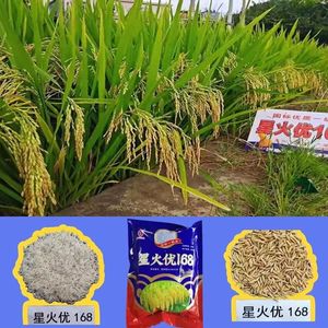 早稻国标一级香米杂交水稻种子星火优168抗稻瘟病株型矮强抗倒