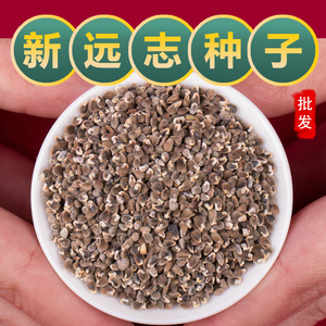 中药材远志种子远志籽包发芽率包回收种植简单高效益耐旱耐寒省事