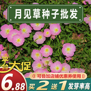 美丽月见草花种子阳台庭院四季花卉种子矮杆耐寒室外绿化花海花籽