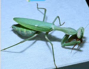 凶猛的宠物昆虫独角仙成虫甲虫扁锹形虫澳宽螳螂兰花刺花螳螂活物