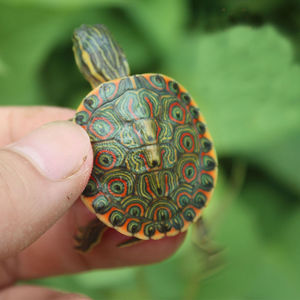 大河甜甜圈龟塔巴斯哥尼加拉瓜彩深水龟玩具活体宠物乌龟东部佛州