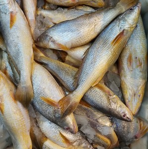 00动力冰锋淘宝石浦海鲜  东海新鲜尖嘴黄三鱼 黄姑鱼  肉质鲜美没