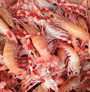 浙江东海现捕新鲜海鳌虾弹弹虾铁甲小龙虾海虾生鲜水产 刺身 500g