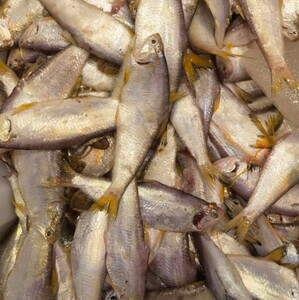 新鲜海捕黄鲫鱼黄鲫子鱼黄尖鱼烤子鱼油扣鱼毛扣鱼马口鱼油炸500g