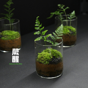 【小蛋糕】微景观桌面创意迷你苔藓植物玻璃花瓶绿植植物盆栽好养