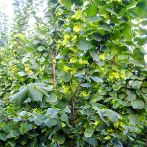 大榛子树苗薄皮平欧大果东北榛子坚果树苗耐寒南北方种植当年结果