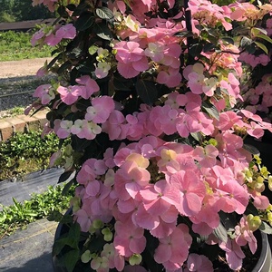 新品进口绣球 粉色落跑新娘 白色落跑新娘 垂吊爬藤八仙花苗